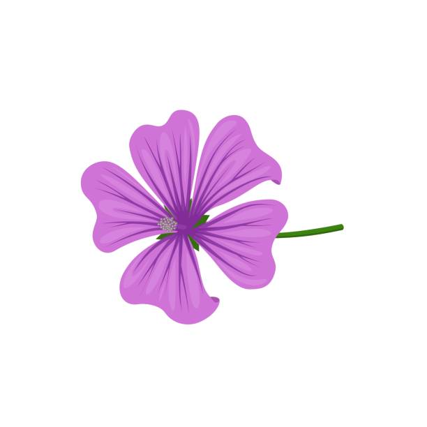 Mallow flower Vector illustration, mallow flower or malva flower, isolated on white background. malva stock illustrations
