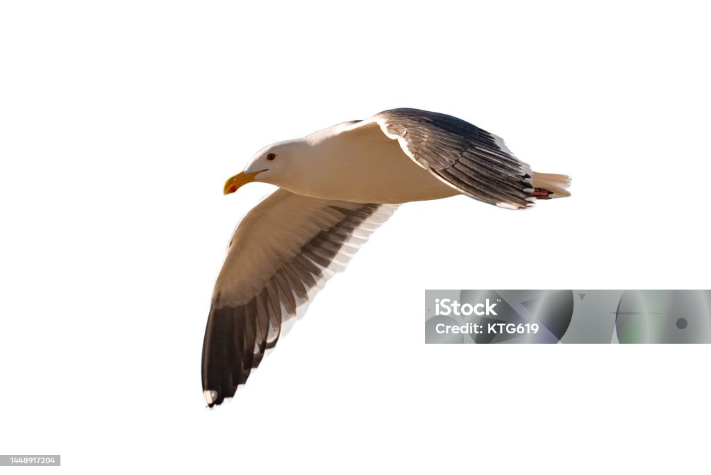 Seagull flying on a white background Seagull in Flight Albatross Stock Photo