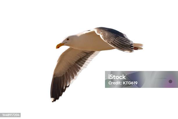 Seagull Flying On A White Background Stock Photo - Download Image Now - Albatross, Commercial Airplane, Flying