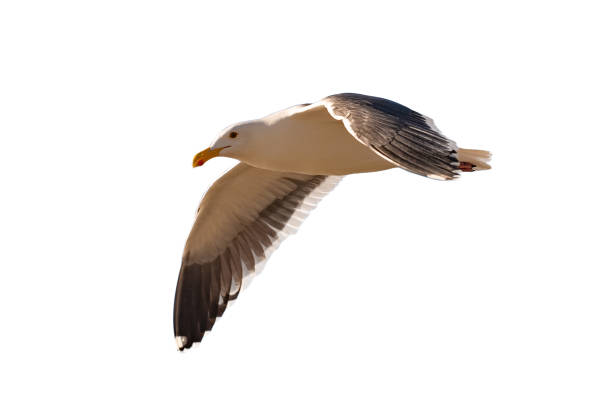 seagull flying on a white background - albatross imagens e fotografias de stock