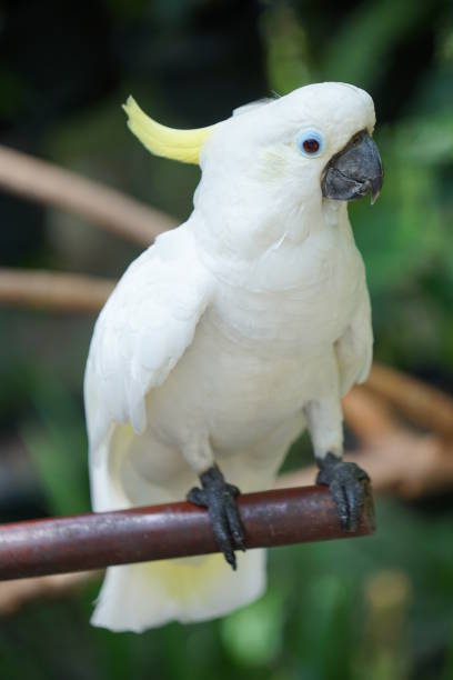 istock yellow crested cockatoo is perched 1448918799
