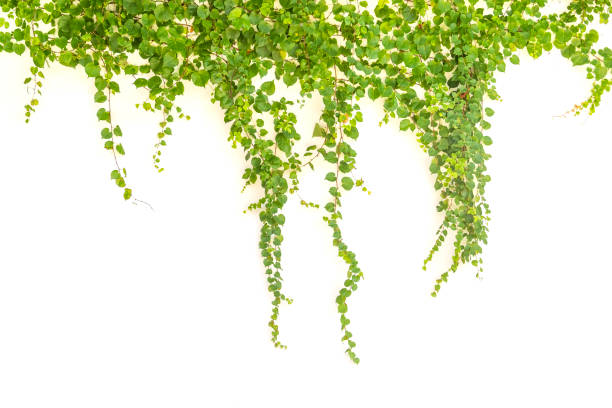 istock ivy leaves isolated on white 1448919631