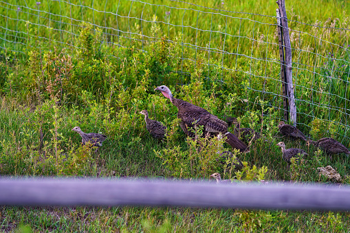 Female Wild Turkey with Babies Ducking Into Fenced Yard.
