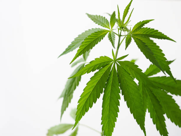 istock cannabis leaves.marijuana hemp weed 1448922913