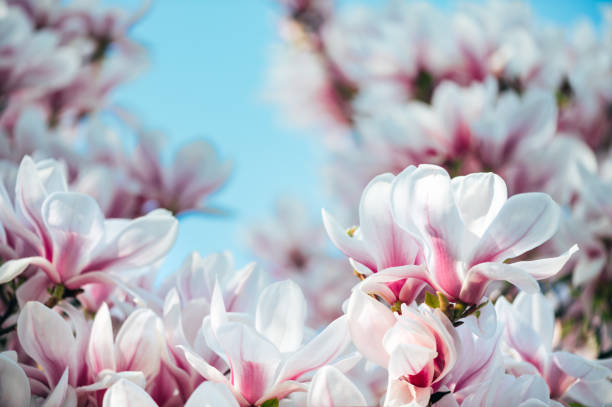 Pink Magnolia Tree with Blooming Flowers during Springtime Beautiful Light Pink Magnolia Tree with Blooming Flowers during Springtime in English Garden, UK. Spring floral background Magnolia Tree stock pictures, royalty-free photos & images