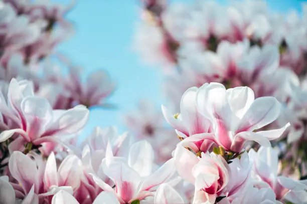 Beautiful Light Pink Magnolia Tree with Blooming Flowers during Springtime in English Garden, UK. Spring floral background