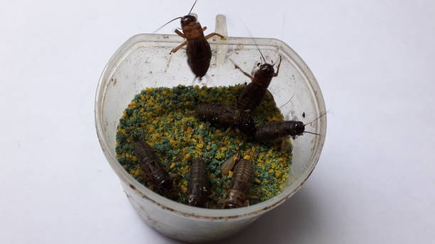 istock Bird feed and cricket on container on white background 1448926223