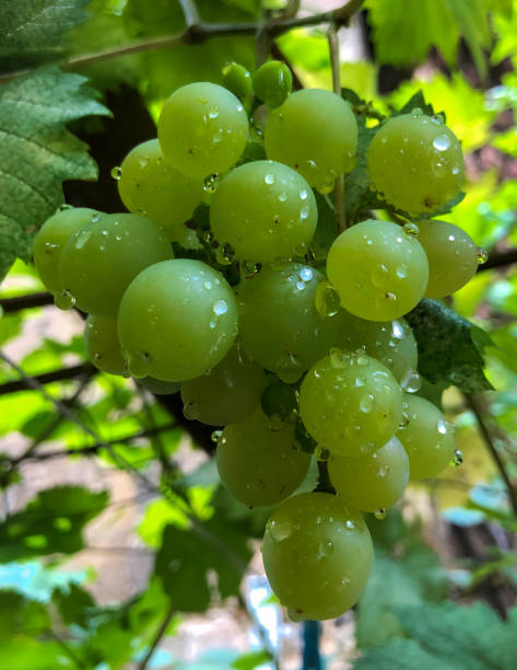 istock Loose Perlette Green Grapes -01 1448926693