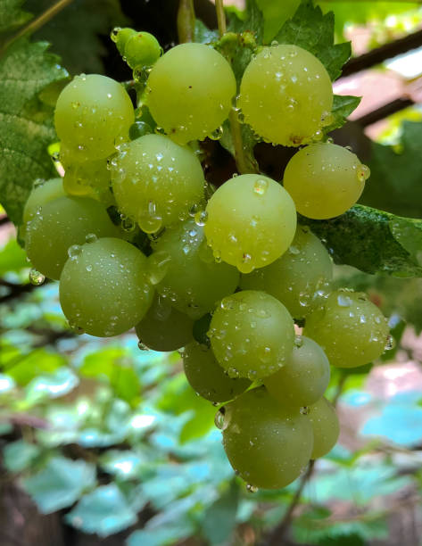 istock Loose Perlette Green Grapes -03 1448926768