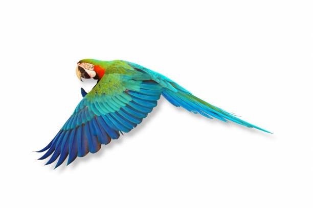 pappagallo - tail feather foto e immagini stock