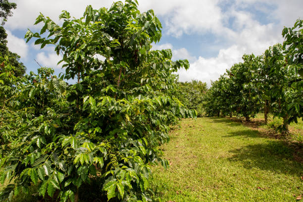 árboles de café kona en big island, hawái - kona coffee fotografías e imágenes de stock