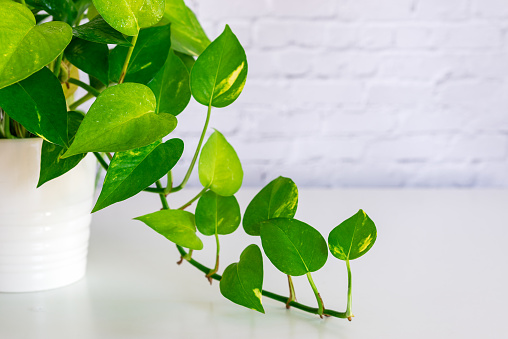 house plant heart leaf Philodendron vine in white ceramic pot on white table background.