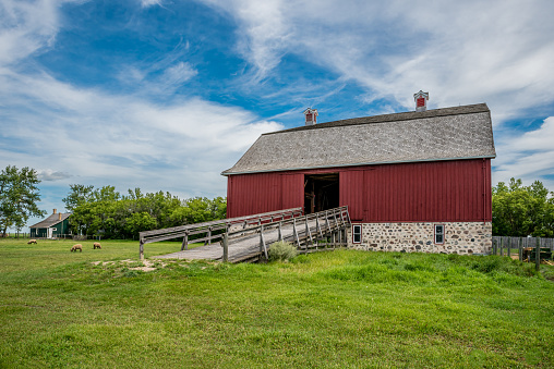 Abernethy, SK- Aug. 21, 2022: Sheep grazing outside W. R. Motherwell’s historic barn from 1907 on his homestead, Lanark Place, now a National Historic Site