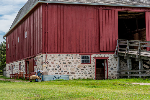 Abernethy, SK- Aug. 21, 2022: A woman in period costume feeding a sheep outside W. R. Motherwell’s historic barn from 1907 on his homestead, Lanark Place, now a National Historic Site