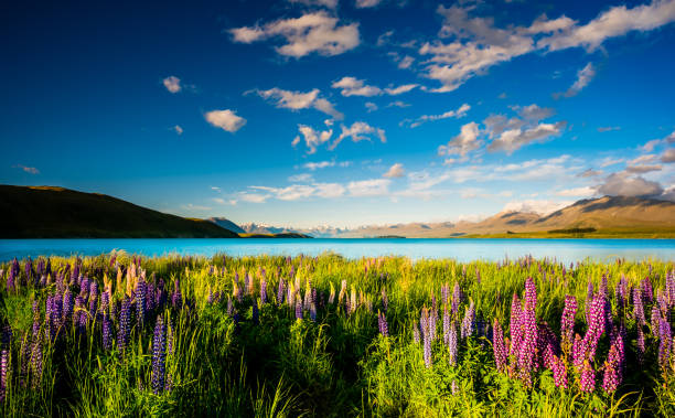 istock Lake Tekapo with Blooming Lupins on the Shore 1448943186