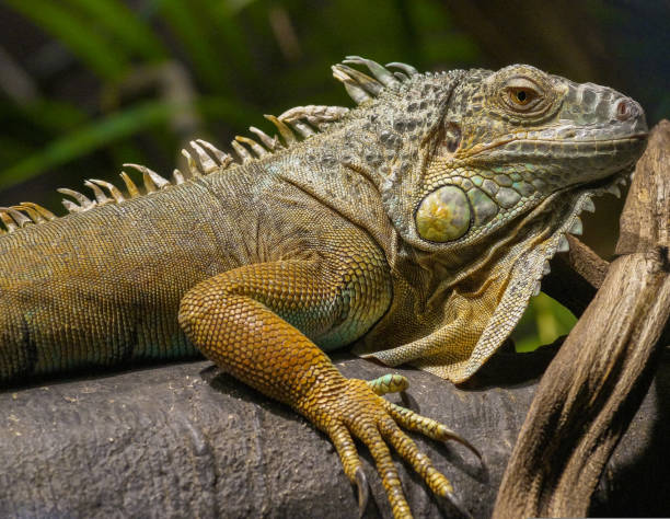 istock Close-up of a iguana on a tree trunk 1448950281
