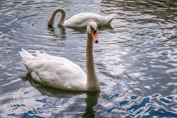 istock Two graceful white swans swim in the dark water. 1448950948