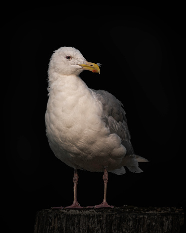 Black Background Large white-headed gull