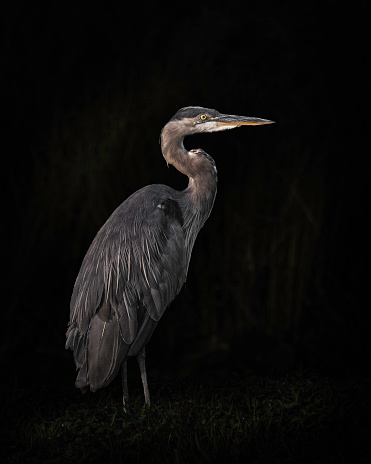 Black Background Great Blue Heron Profile