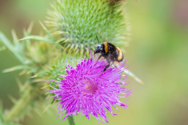 istock Bumble-bee sitting on wild thistle purple flower 1448952290