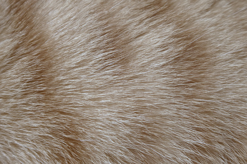 Orange tabby cat skin for background. The hair of a kitten. Longhair cat. Red fluffy cat. hair texture background.
