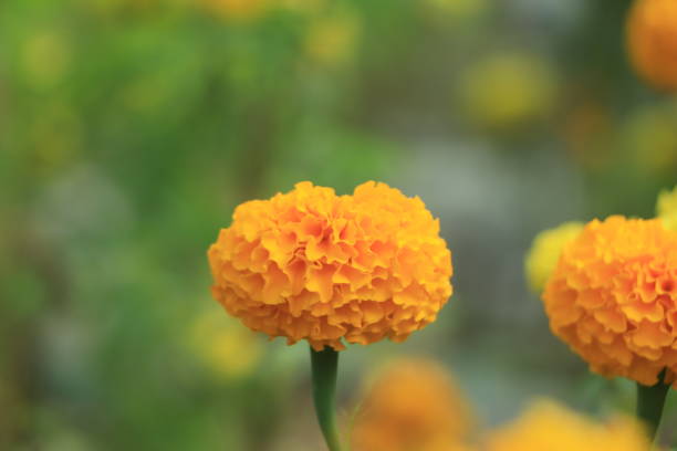 istock Marigold flower field backdrop In an overcast atmosphere 1448956256