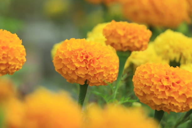 istock Marigold flower blooming in garden 1448956289