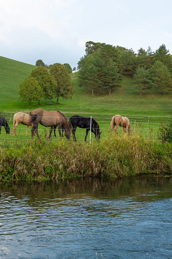 herd of horses in a fenced paddock near a river. Breeding and raising horses.Farm animals on the grazing.White and brown horses