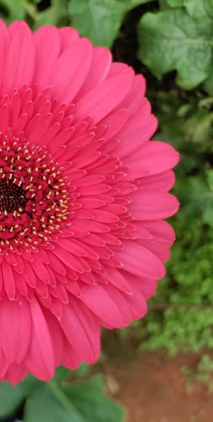 istock Pink gerbera daisy on nature green garden background 1448961384