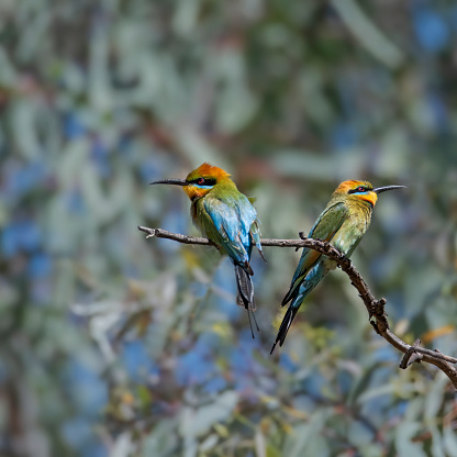 Rainbow bee-eater perched in a tree