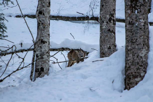 istock Deer in the forest, Bohinj region 1448964579