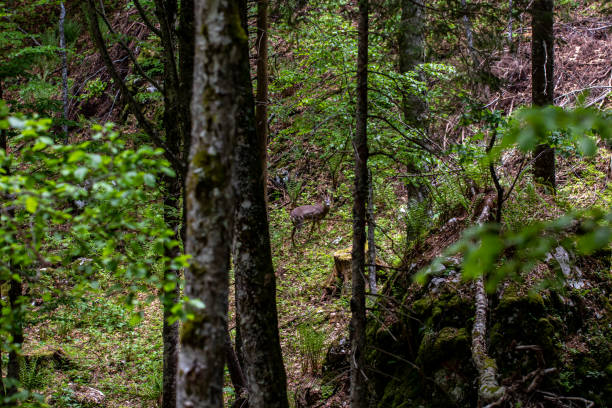 istock Deer in the forest, Bohinj region 1448964597
