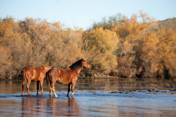 Bay chestnut and Dun wild horse stallions in Salt River in the early morning in the american southwest of Arizona United States Bay chestnut and Dun wild horse stallions in Salt River in the early morning in the american southwest of Arizona United States salt river photos stock pictures, royalty-free photos & images