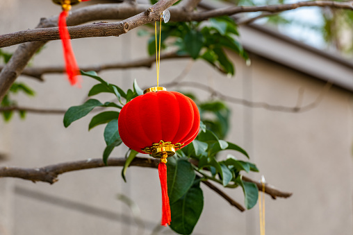 red lantern hanging on a tree branch