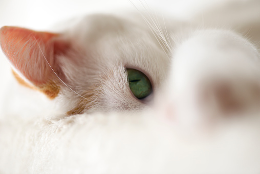 Extreme close-up of relaxing cat looking at camera with copy space.