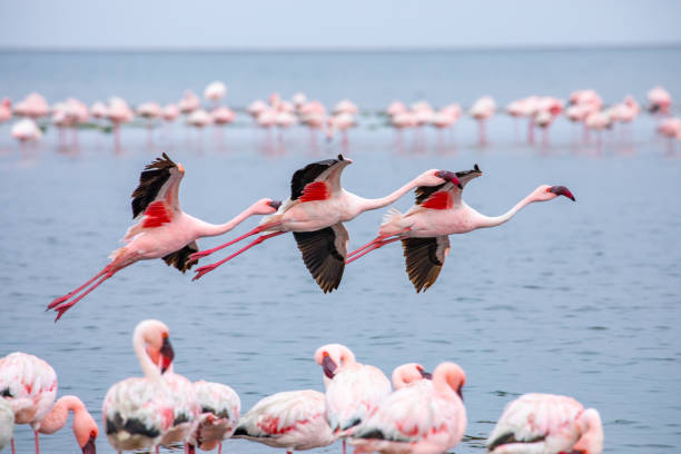 ナミビアフラミンゴ。ナミビアのピンクのフラミンゴ鳥のグループ。 - walvis bay ストックフォトと画像