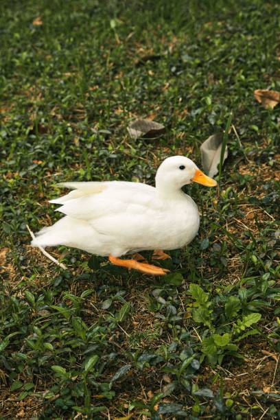 istock White duck walking in the grasses 1448977962