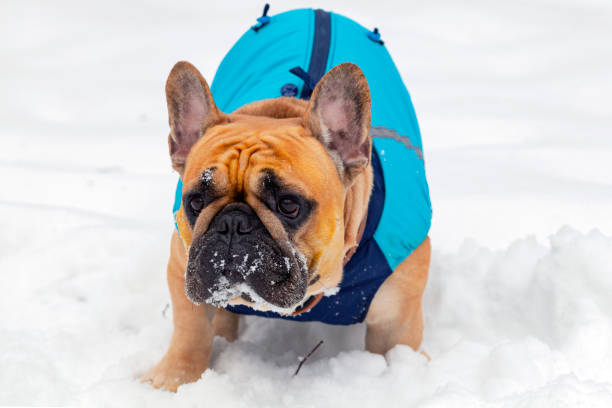 istock French bulldog playing in the snow. Close-up. 1448980026