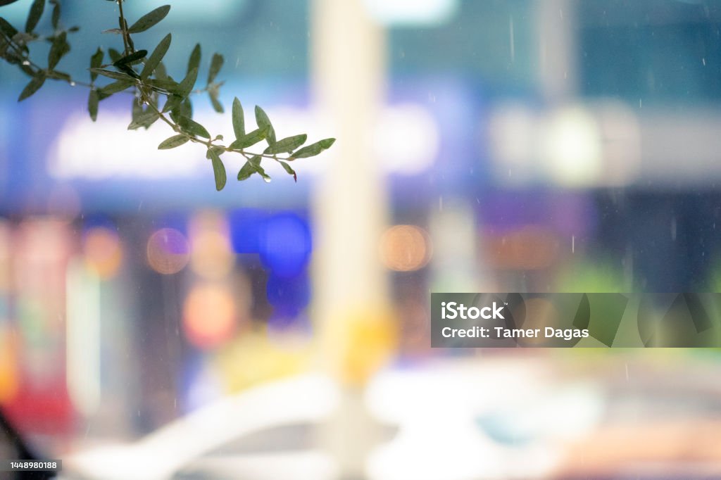 Raindrops on olive branch An olive tree with raindrops on a colorful bokeh background Arts Culture and Entertainment Stock Photo