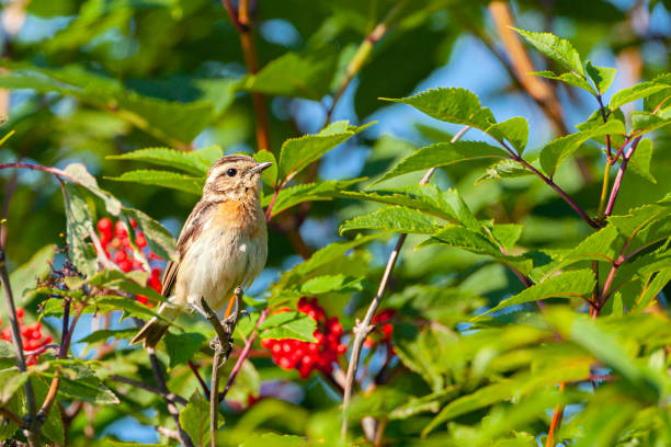 istock The European stonechat (Saxicola rubicola) sits on a branch. 1448981029