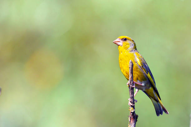 istock European greenfinch - sitting on a branch. 1448981114