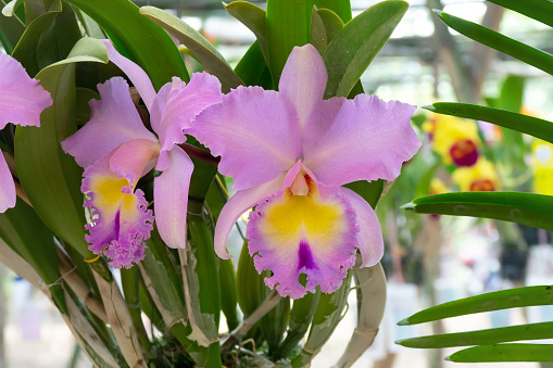 Cattleya Orchids. A pair of multicolor orchids of pink,