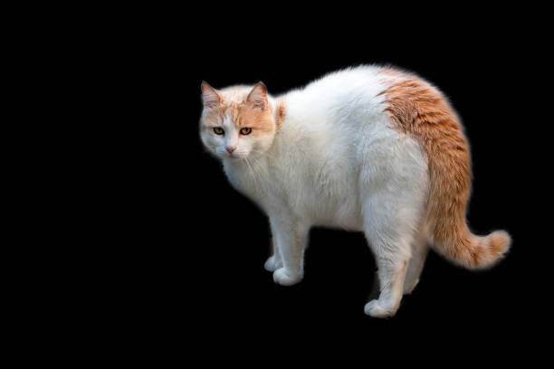 The Turkish Van (pronounced Von) is a naturally occurring breed of domestic cat that originated in the Lake Van area of modern-day Turkey, part of Armenian Highlands
