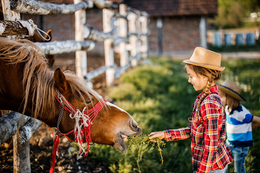 Profile view of happy girl with a hat feeding a horse with grass on a farm.