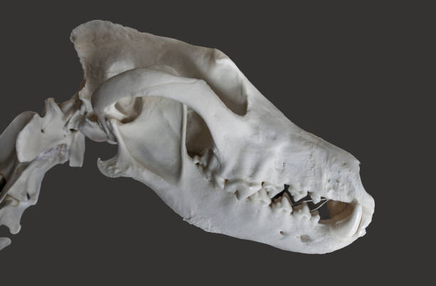 istock Iberian wolf skull and neck. Isolated 1448988203