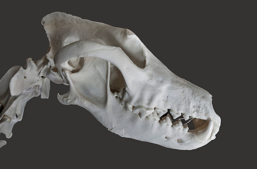Skull of a Siberian musk deer (Moschus moschiferus)  on a black background