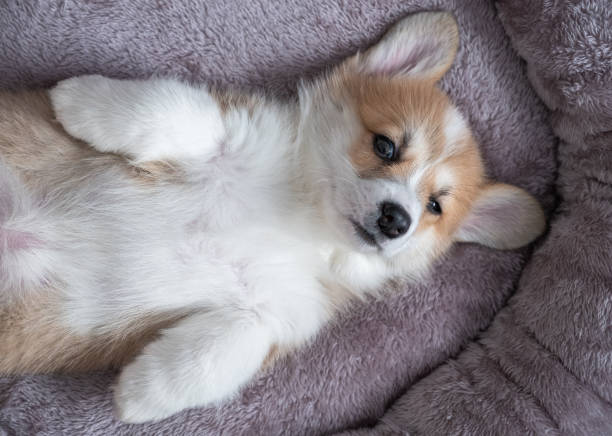 istock adorable little puppy corgi 1448989061
