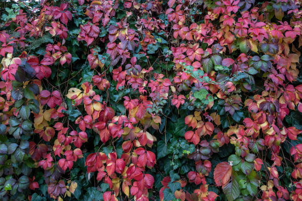 istock Leaves decorated with autumn colors 1448989081