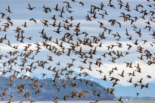 flock of northern pintails flying by the seaside