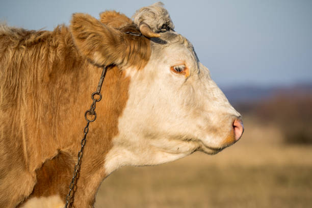 istock Portrait of a cow 1448990609